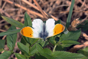 Фотография бабочки