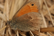 Фотография бабочки